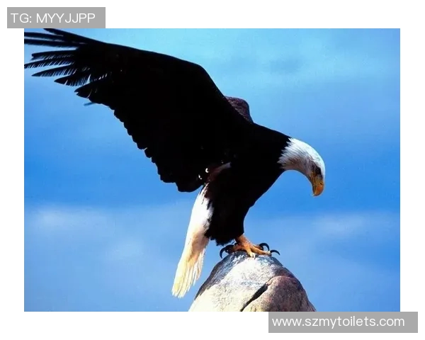 老鹰与小牛激战彩客网精彩对决分析与预测全方位解读